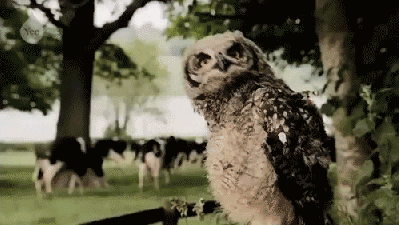 http://chouchougotrain.c.h.pic.centerblog.net/84158891.gif