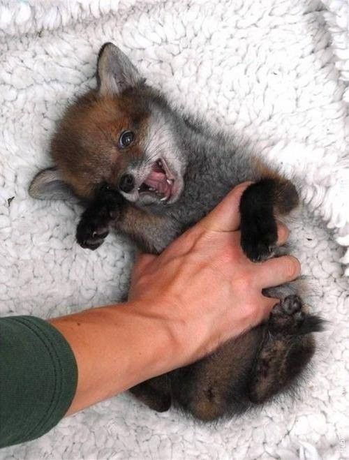 BÉBÉ RENARD b b renard